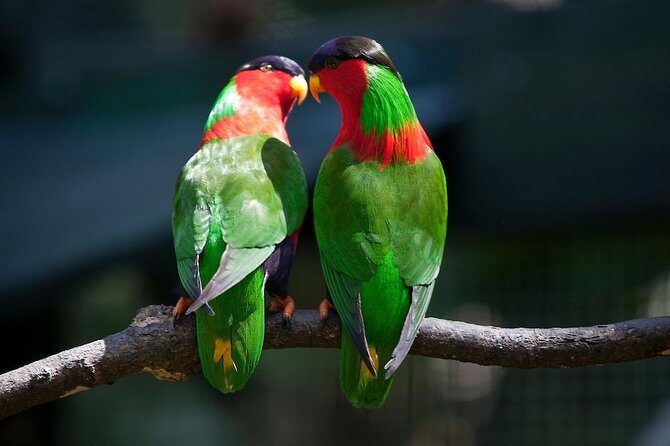 Kula Eco Bird Park ,Momi Gun Site And Market Tour Ex Marriott and Denarau resort - A Practical Look at the Kula Eco Bird Park, Momi Gun Site, and Market Tour from Nadi