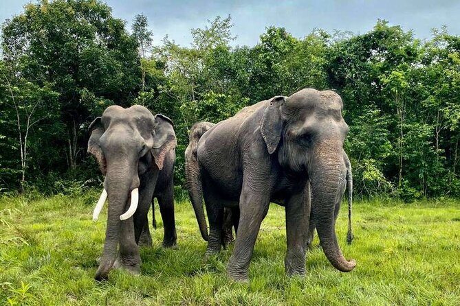 Kulen Elephant Forest & Tonlesap Lake - Introduction