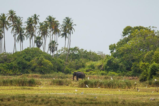 Kumana National park Full day safari - An In-Depth Look at the Kumana Safari Experience
