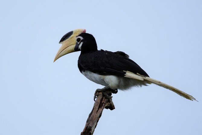 Kumana National park Full day safari - The Sum Up: Why This Safari Could Be Your Best Wildlife Experience in Sri Lanka