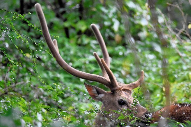 Kumana National park Full day safari - FAQ