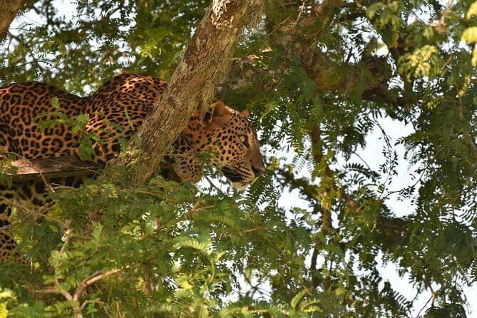 Kumana National Park Full Day Safari from Arugam Bay - Key Points