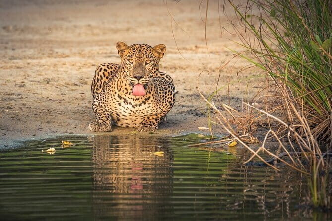 Kumana National Park Full Day Safari from Arugam Bay - FAQ