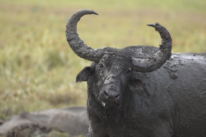 Kumana National Park Half Day Jeep Safari - Key Points