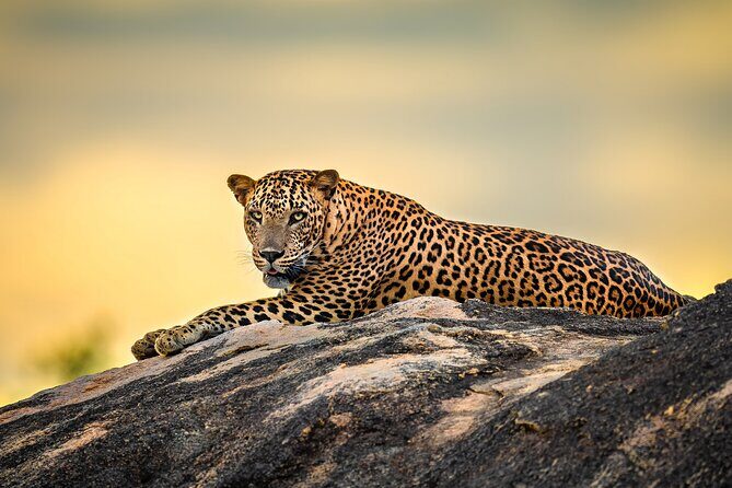 Kumana National Park Half Day Jeep Safari - Who is This Safari Best For?