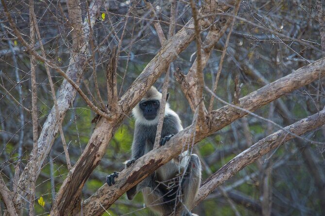 Kumana National Park Half Day Jeep Safari - FAQs