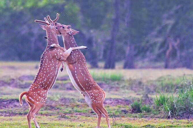 Kumana National Park Safari | from Arugam Bay - The Journey to Kumana National Park