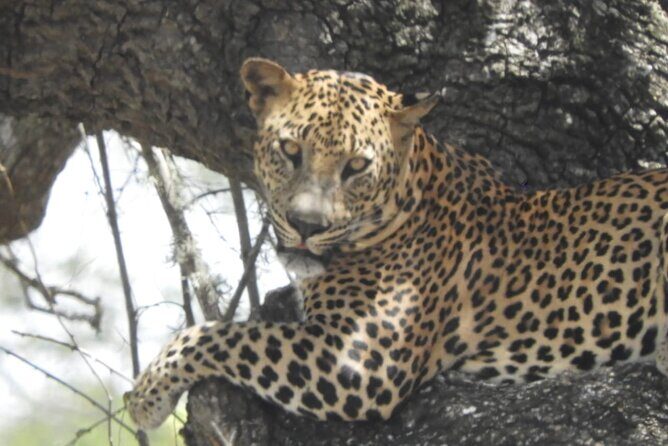 Kumana National Park Safari | from Arugam Bay - Why This Tour Works: Strengths and Considerations