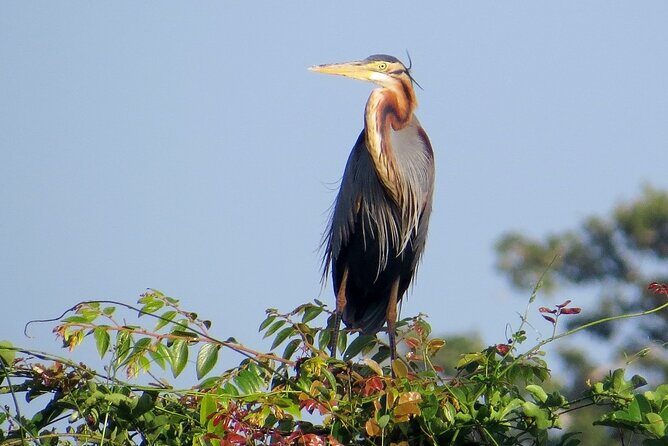 Kumana National Park Safari | from Arugam Bay - Who Should Consider This Safari?