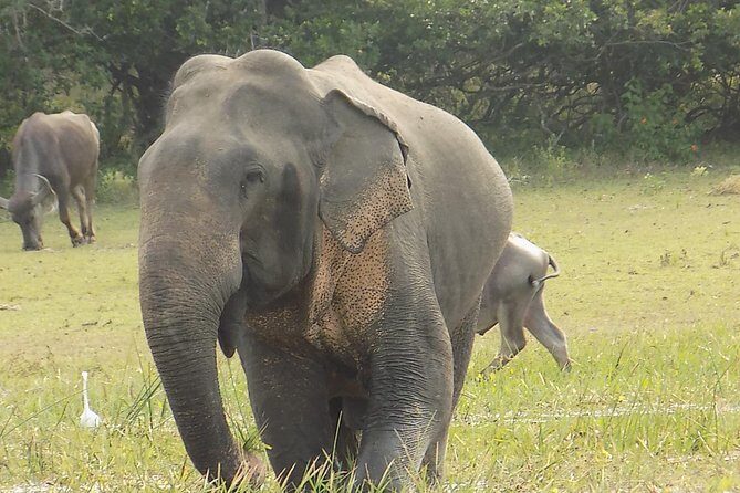 Kumana National Park Wildlife Safari - Introduction: A Birdwatcher’s Dream in Sri Lanka