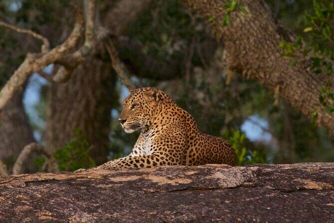 Kumana Safari Drive from Arugam Bay - Exploring the Kumana Safari Drive from Arugam Bay: An Authentic Wild Encounter