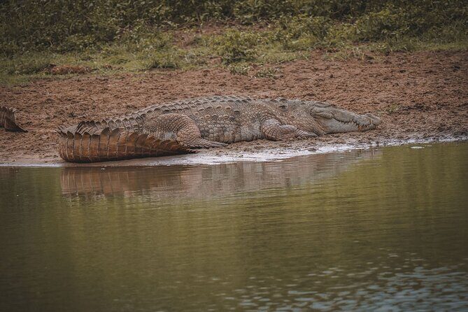 Kumana Safari Drive from Arugam Bay - Key Points