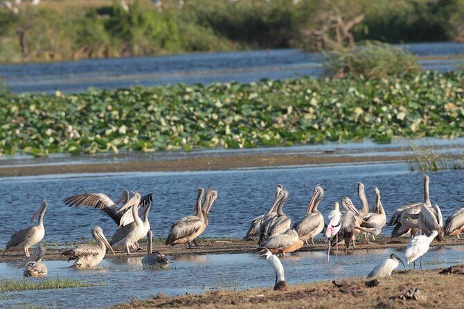 Kumana Safari Drive from Arugam Bay - Final Thoughts: Is This Tour Worth It?