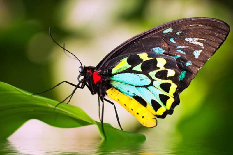 Kuranda: Australian Butterfly Sanctuary - Key Points