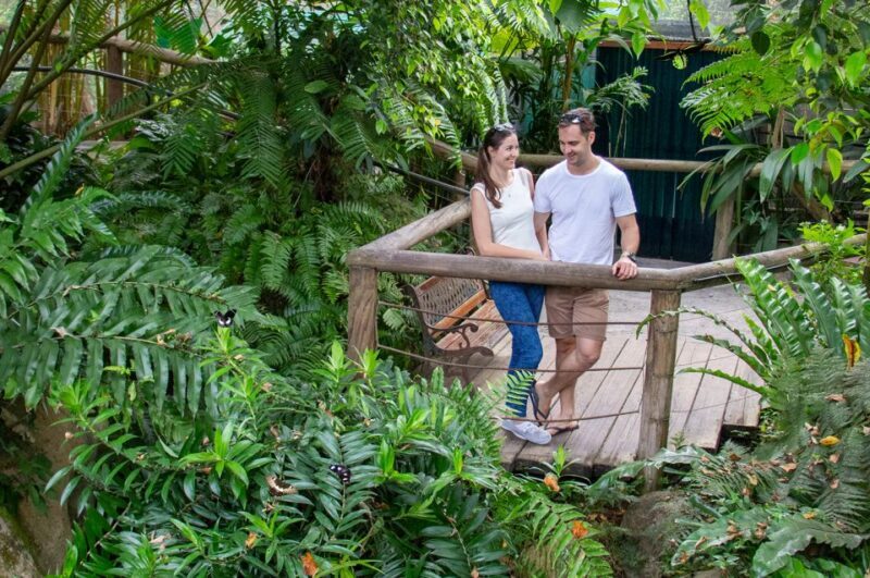 Kuranda: Australian Butterfly Sanctuary - The Sum Up