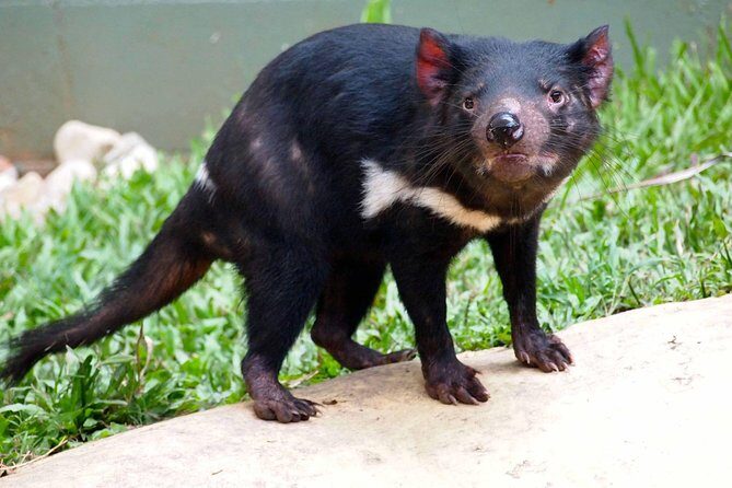 Kuranda Highlights including Rainforestation Aboriginal Culture and Wildlife R1B - Who Will Love This Tour?