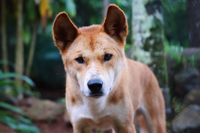 Kuranda Highlights including Rainforestation Aboriginal Culture and Wildlife R1B - Final Thoughts