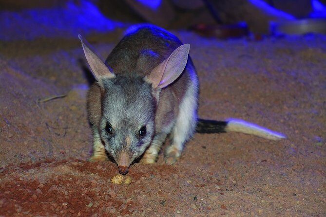 Kuranda Koala Gardens General Entry Ticket - Overview of the Experience