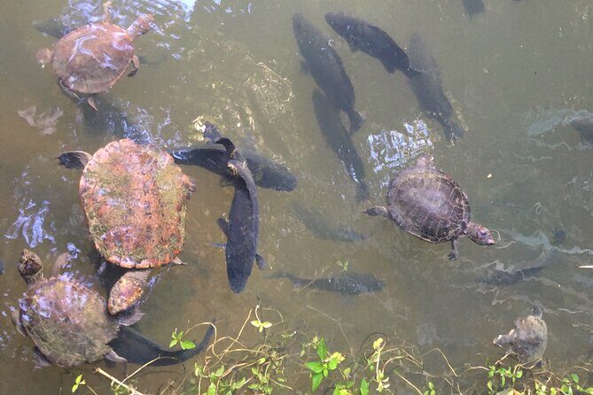 Kuranda Riverboat Sightseeing Cruise - Key Points