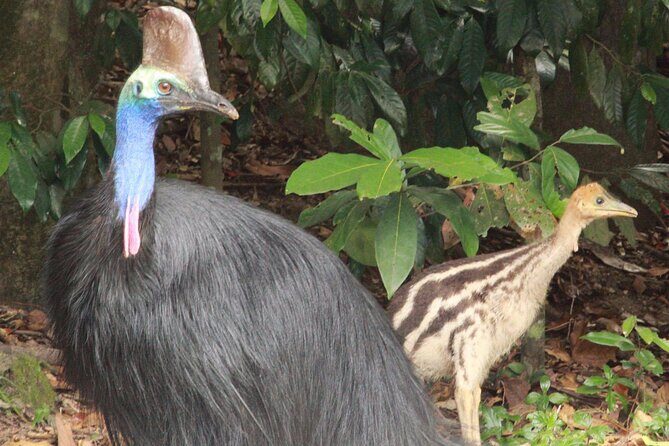 Kuranda Riverboat Sightseeing Cruise - Final Thoughts