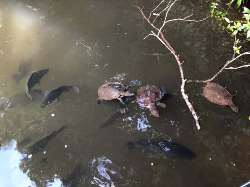 Kuranda: Riverboat Tour - The Value and What You’re Paying For