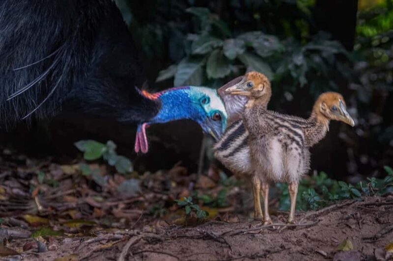 Kuranda: Riverboat Tour - FAQ