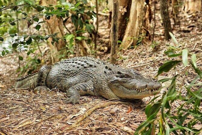 Kuranda, Scenic Rail, Skyrail and Hartley's Crocodile Adventures - FAQs