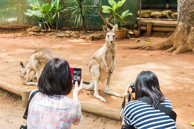Kuranda Scenic Railway Day Trip from Cairns - FAQs