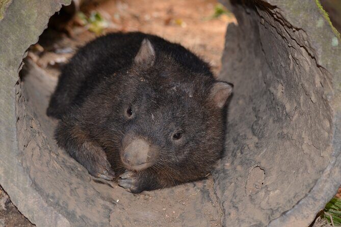 Kuranda Wildlife Experience Deluxe Multi Attraction Pass - FAQs