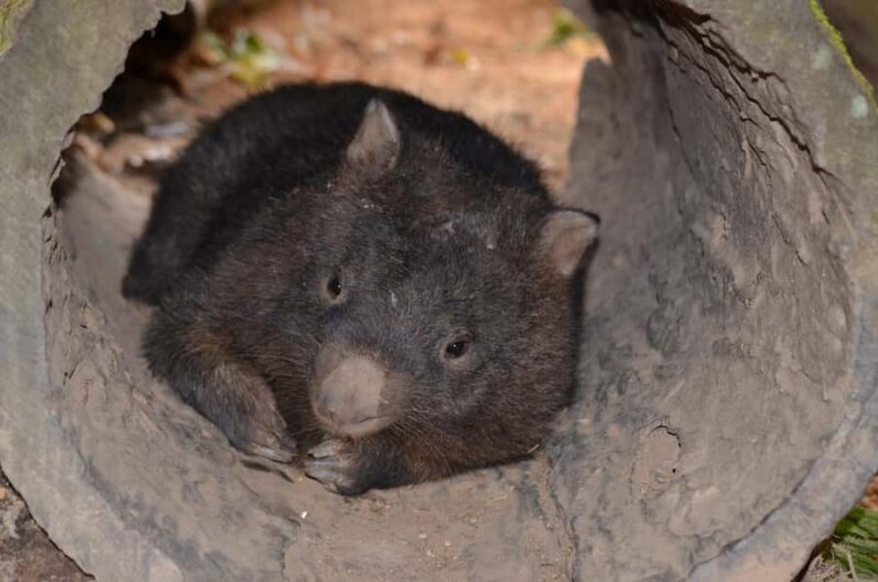 Kuranda Wildlife Experience: Koalas, Birds & Butterflies - The Experience: Pros and Cons