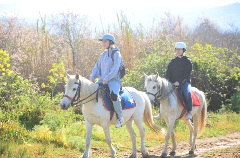 Kusadasi: Beach and Forest Horse Riding Tour - An In-Depth Look at the Kusadasi Horse Riding Tour