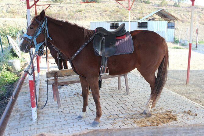 Kusadasi Horse Riding Beach and Forest options with Transfer - An In-Depth Look at the Experience
