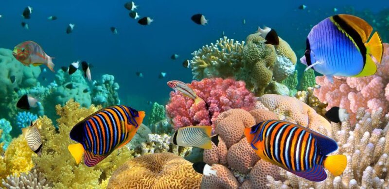 Kusadasi Scuba Diving - Practical Details & Tips