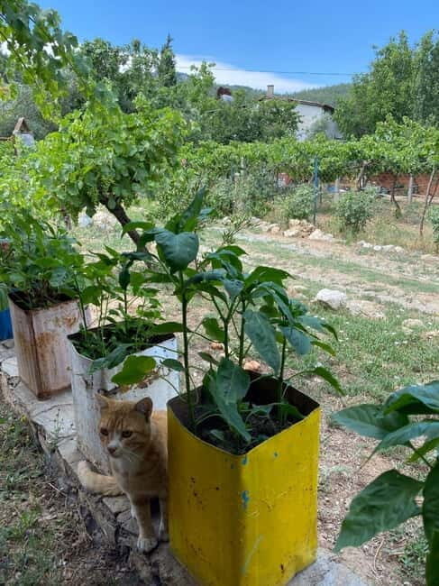 Kusadasi Village Tour & Traditional Food Tasting - Final Thoughts: Who Will Love This Tour?