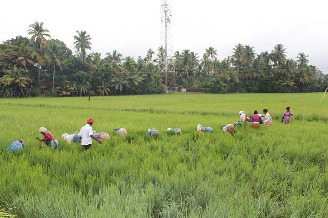 Kuttanad Rice Bowl By Cycle - The Itinerary in Detail