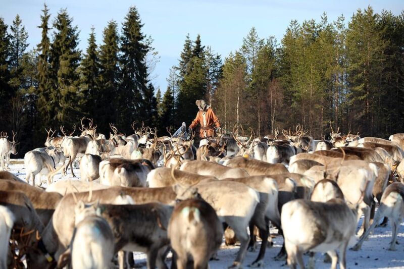 Kuusamo: Morning Feeding of Hundreds of Reindeer - Key Points