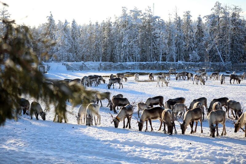 Kuusamo: Morning Feeding of Hundreds of Reindeer - An In-Depth Look at the Kuusamo Reindeer Feeding Experience