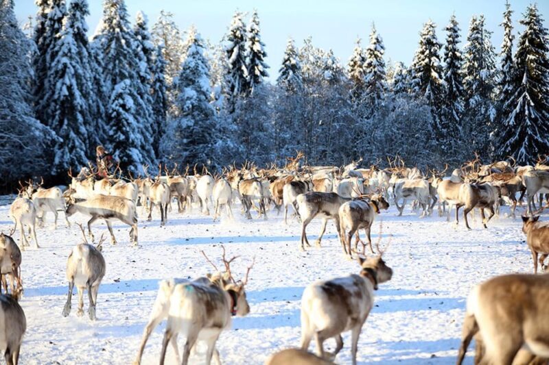 Kuusamo: Morning Feeding of Hundreds of Reindeer - Who Is This Tour Best Suited For?