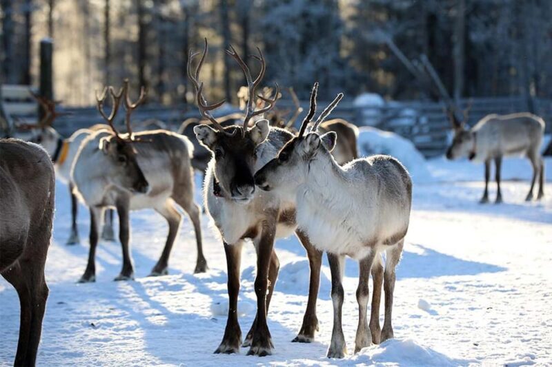 Kuusamo: Reindeer Farm Visit - Introduction: What to Expect from the Kuusamo Reindeer Farm Visit