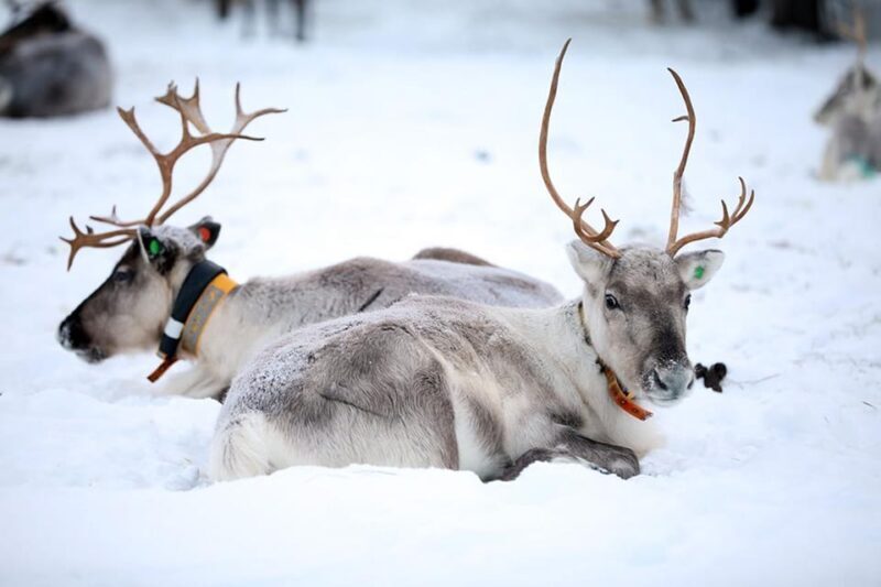 Kuusamo: Reindeer Farm Visit - The Value of the Experience