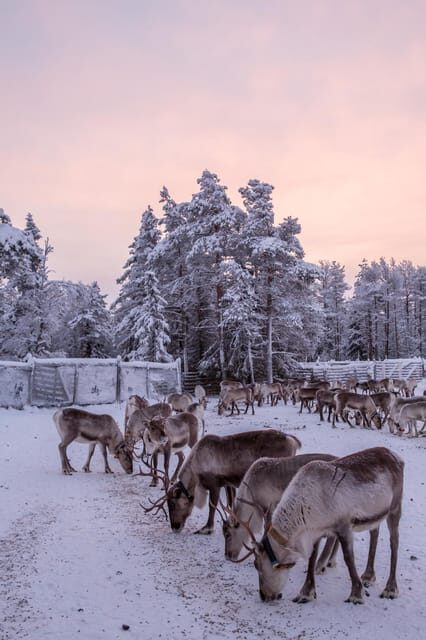 Kuusamo: Reindeer Farm Visit - Practical Tips for Your Visit