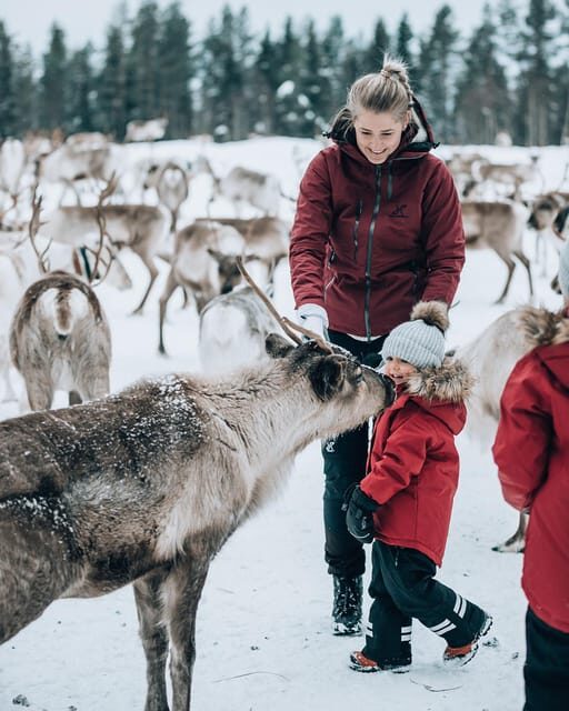 Kuusamo: Reindeer Farm Visit - The Sum Up: Who Will Love This Tour?
