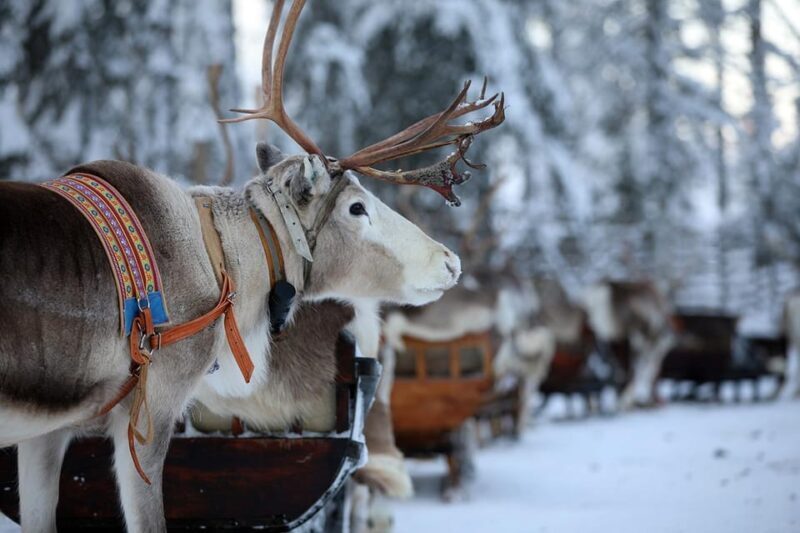 Kuusamo: Reindeer Sleigh Ride and Farm Visit - An In-Depth Look at the Kuusamo Reindeer Experience