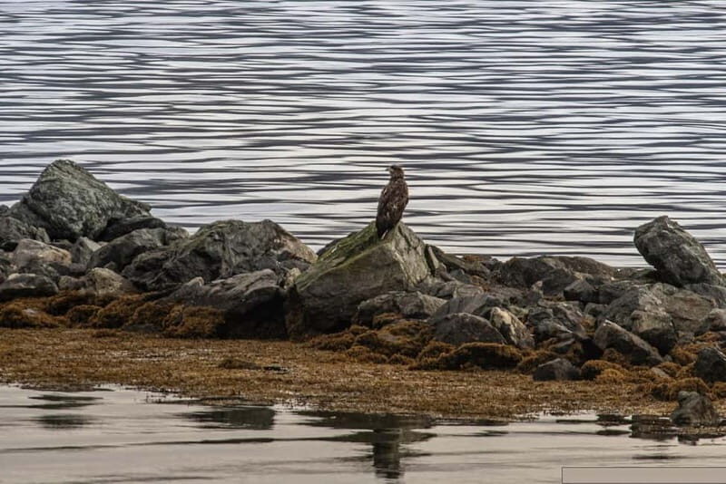 Kvaløya Island: Photography Tour with Snacks - FAQ