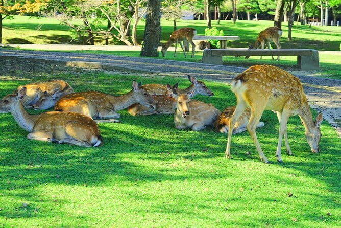 Kyoto and Nara UNESCO Highlights Full-day Tour From Osaka - Detailed Breakdown of the Tour Experience