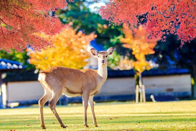 Kyoto and Nara UNESCO Highlights Full-day Tour From Osaka - Nara Park and Todaiji Temple