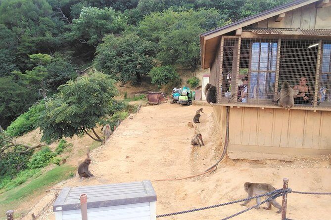 Kyoto Arashiyama & Golden Pavilion One-Day Walking Tour - Discovering Kyoto in a Day: An In-Depth Review