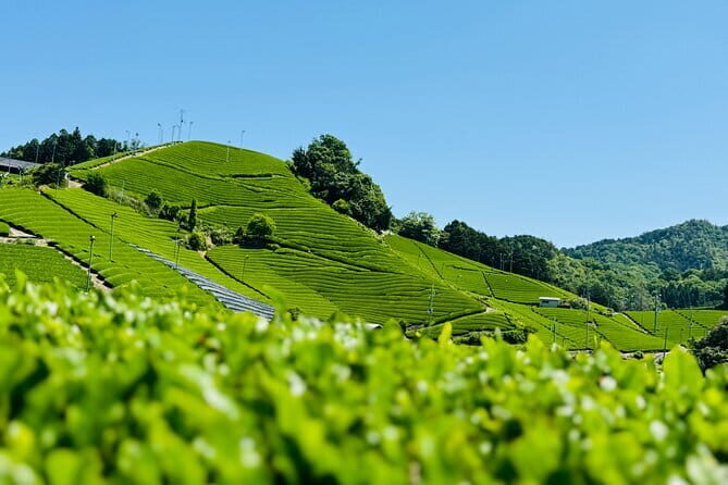 Kyoto: Enjoy Byodoin Temple and Tea Sweets - The Sum Up: Is It Worth It?