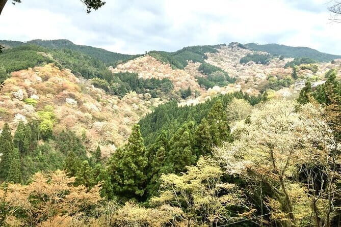 Kyoto One Day Sightseeing Tour from Osaka or Kyoto - Transportation and Guide