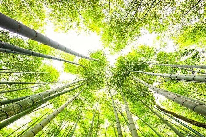 Kyoto, Osaka, Nara Private Tour by Car English Driver Guide - FAQs